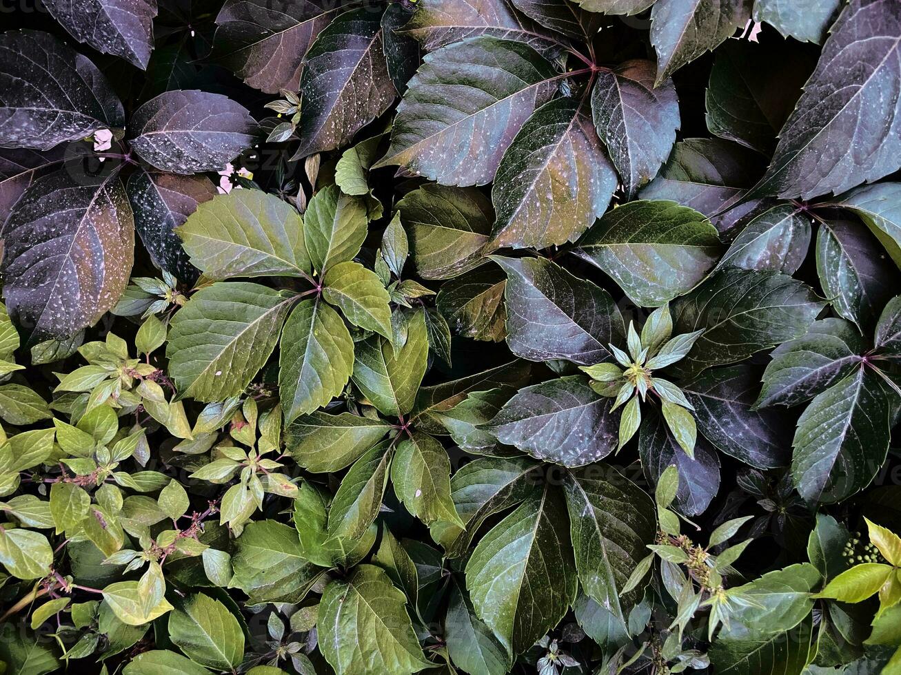 lila och grön löv bakgrund, vibrerande dekorativ grönska bakgrund, blommig sommar botanisk textur, vild murgröna organisk bakgrund foto