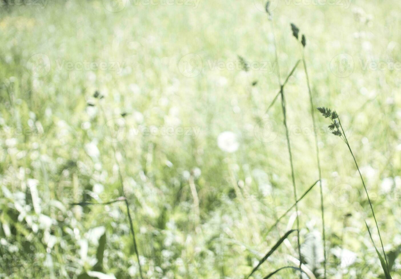 blommande öron av ogräs. naturlig gräsmatta i de ljus Sol foto