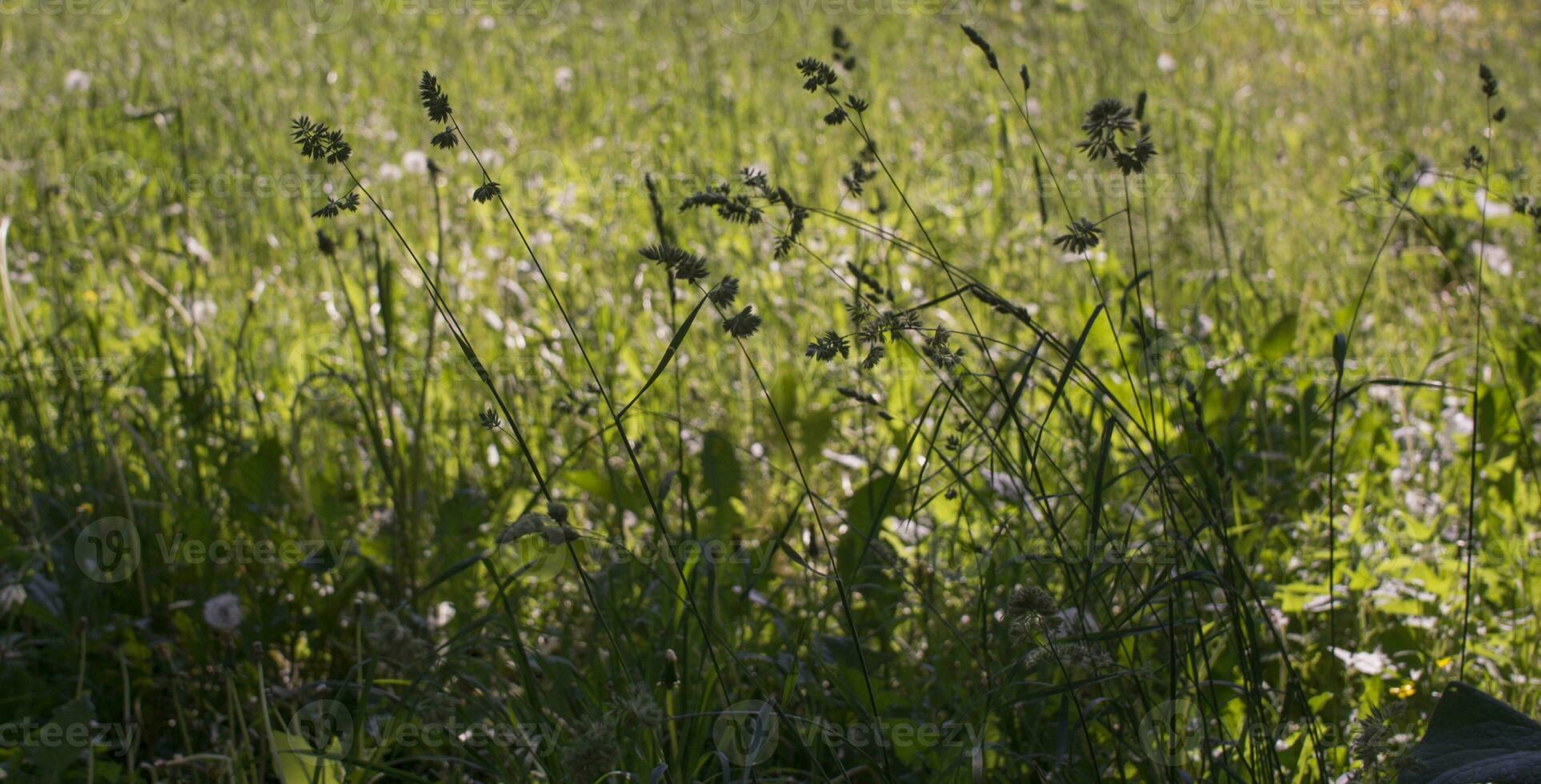 blommande öron av ogräs. naturlig gräsmatta i de ljus Sol foto