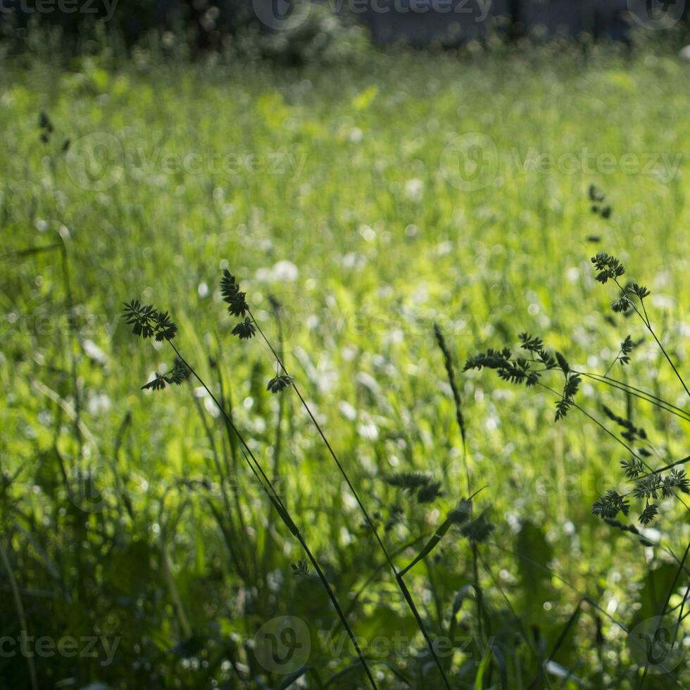 blommande öron av ogräs. naturlig gräsmatta i de ljus Sol foto