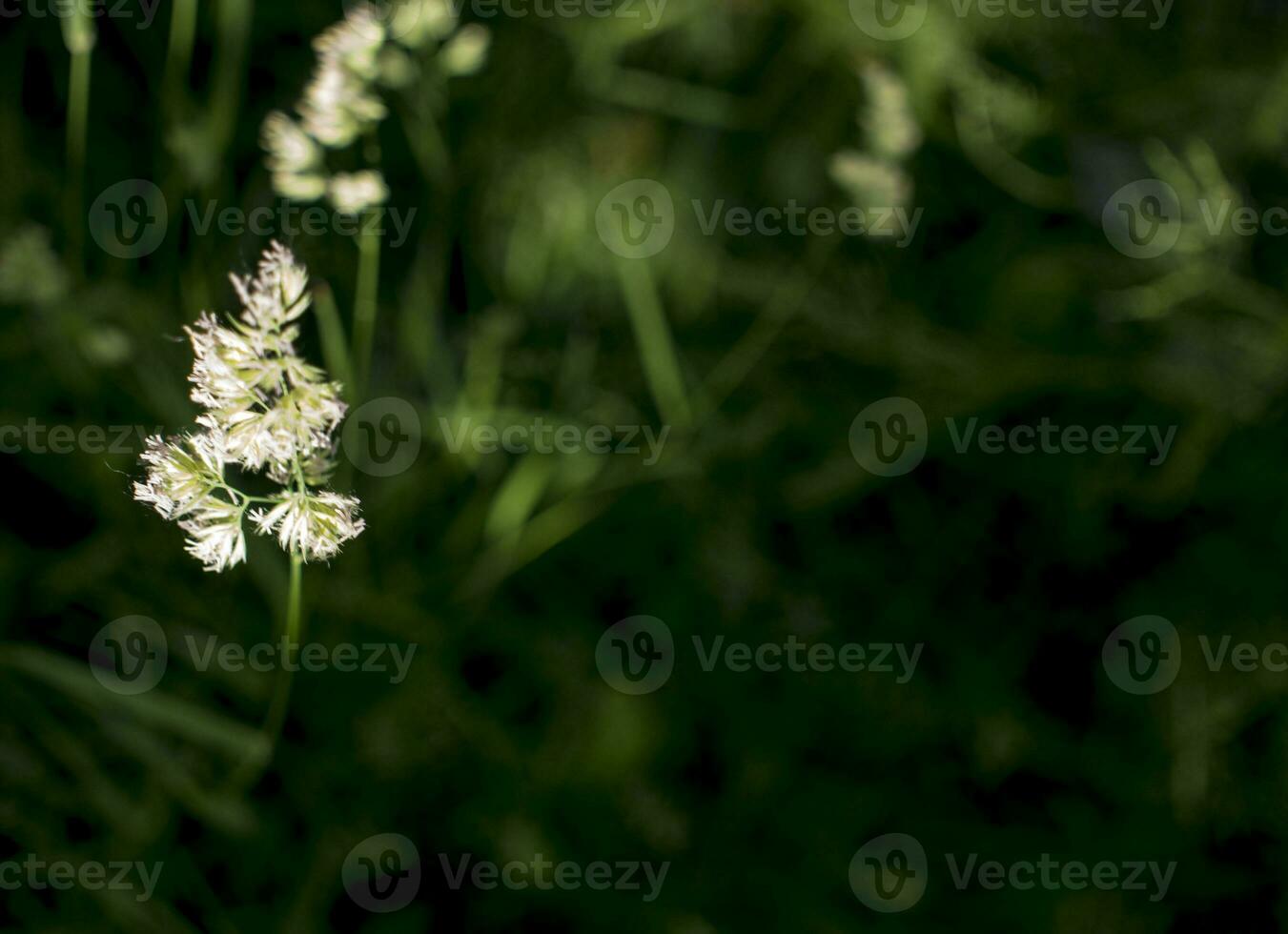 blommande öron av ogräs. naturlig gräsmatta i de ljus Sol foto