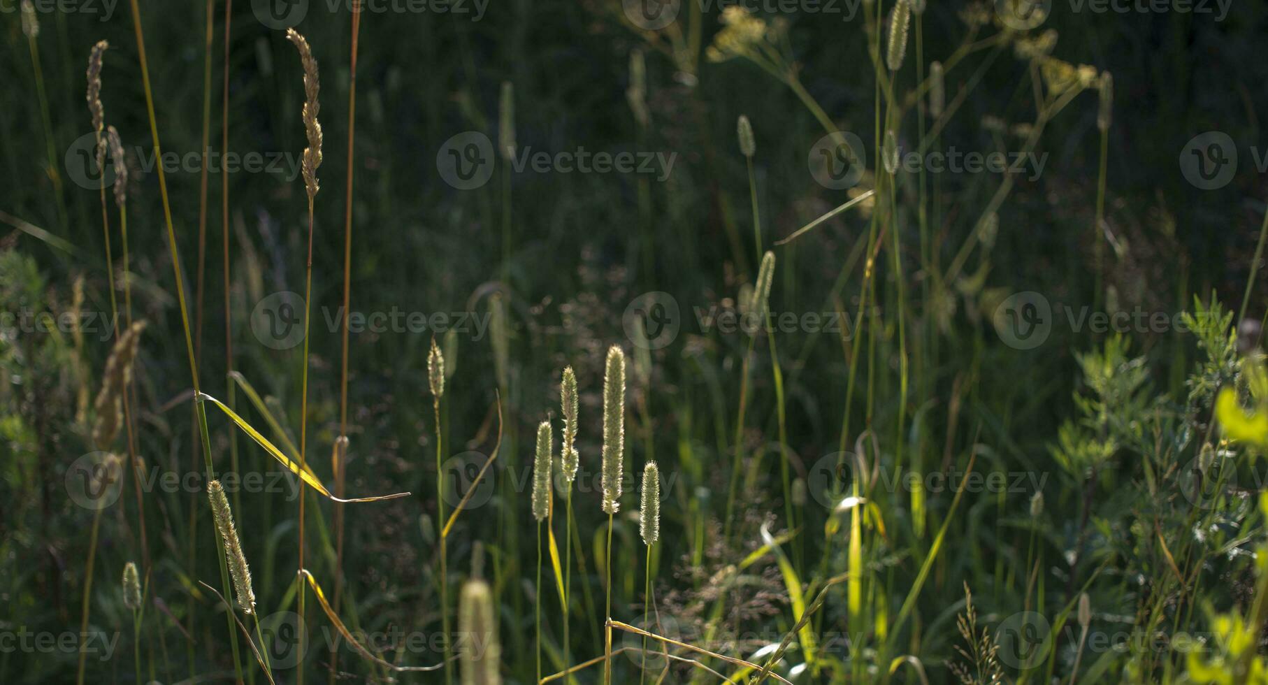 blommor av groblad i tidigt morgon- Sol. foto