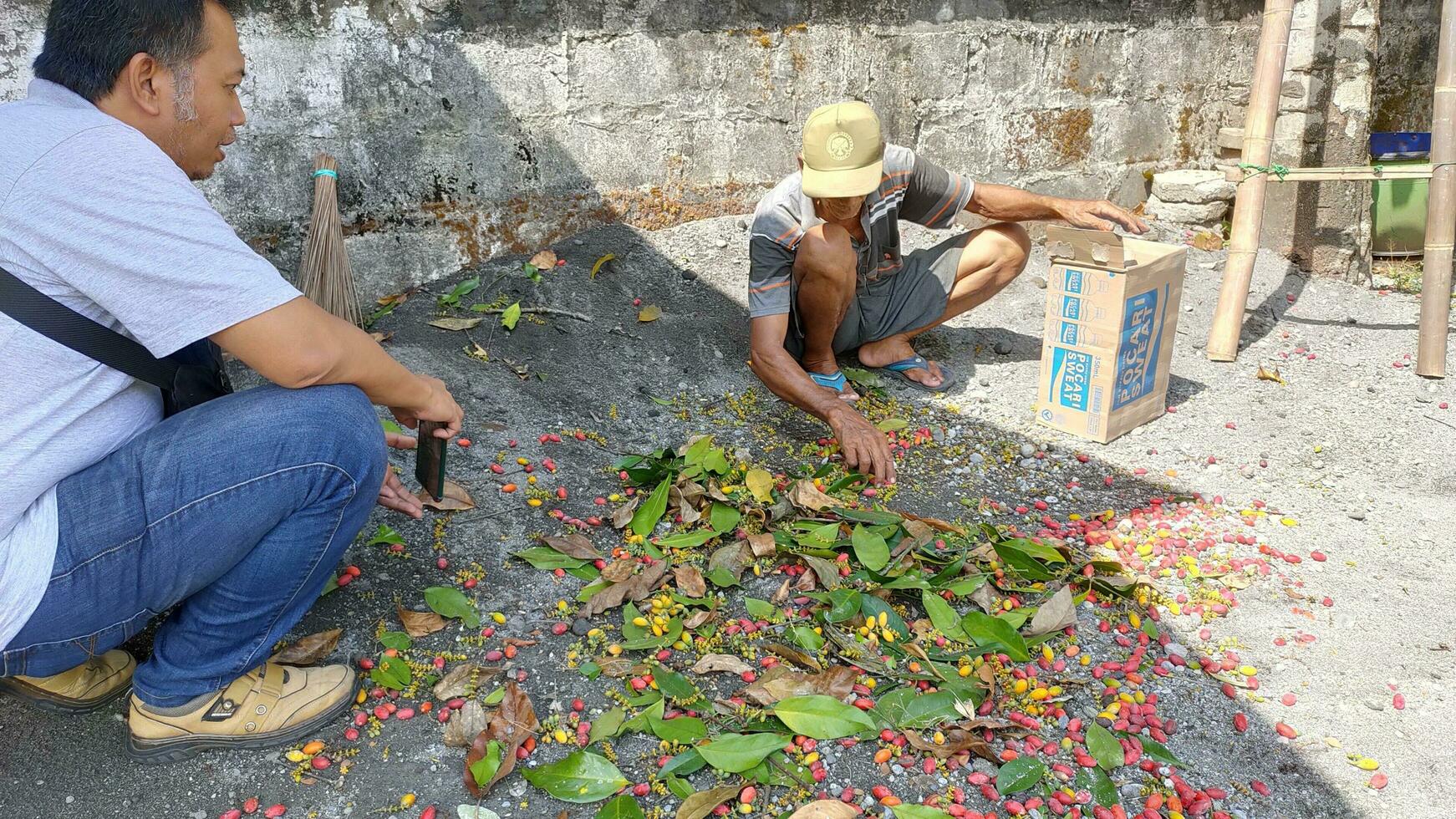 två män är sortering de skörda av gnetum gnemon eller melinjo frukt i indonesiska och sätta dem in i lådor. melinjo frukt kan vara bearbetas in i pommes frites foto