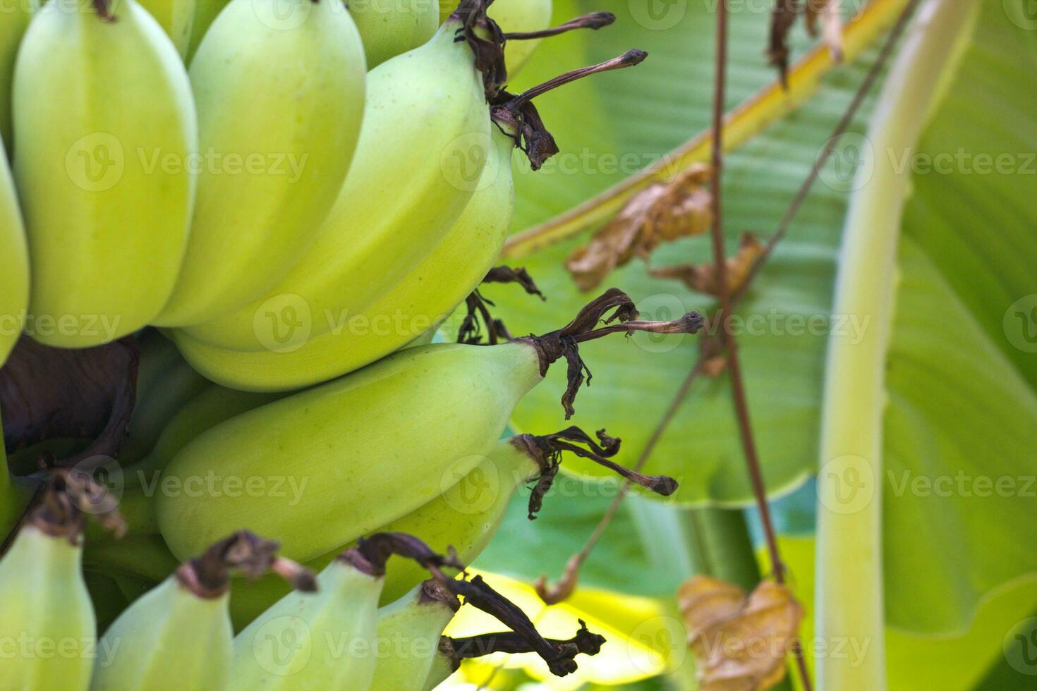 bananträd i trädgården foto