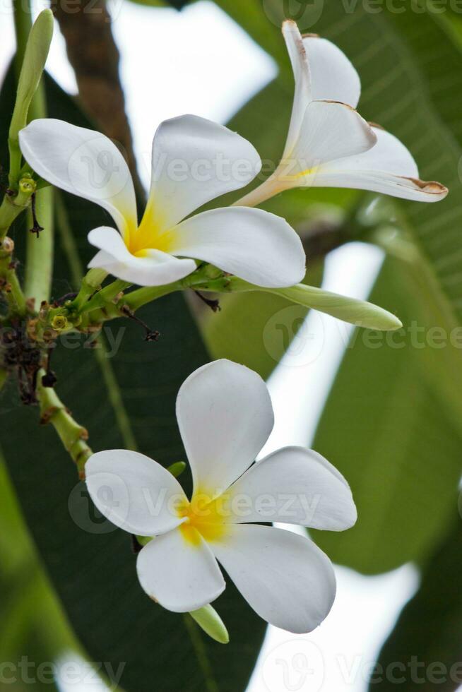 vit frangipani blommor i de trädgård foto