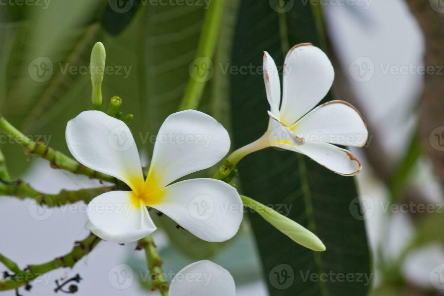 vit frangipani blommor i de trädgård foto