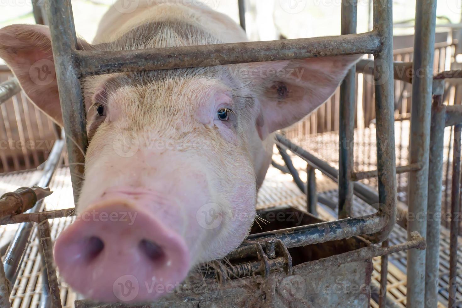 närbild av uppfödaren gris på gården väntar på mat selektiv fokus mjuk fokus foto