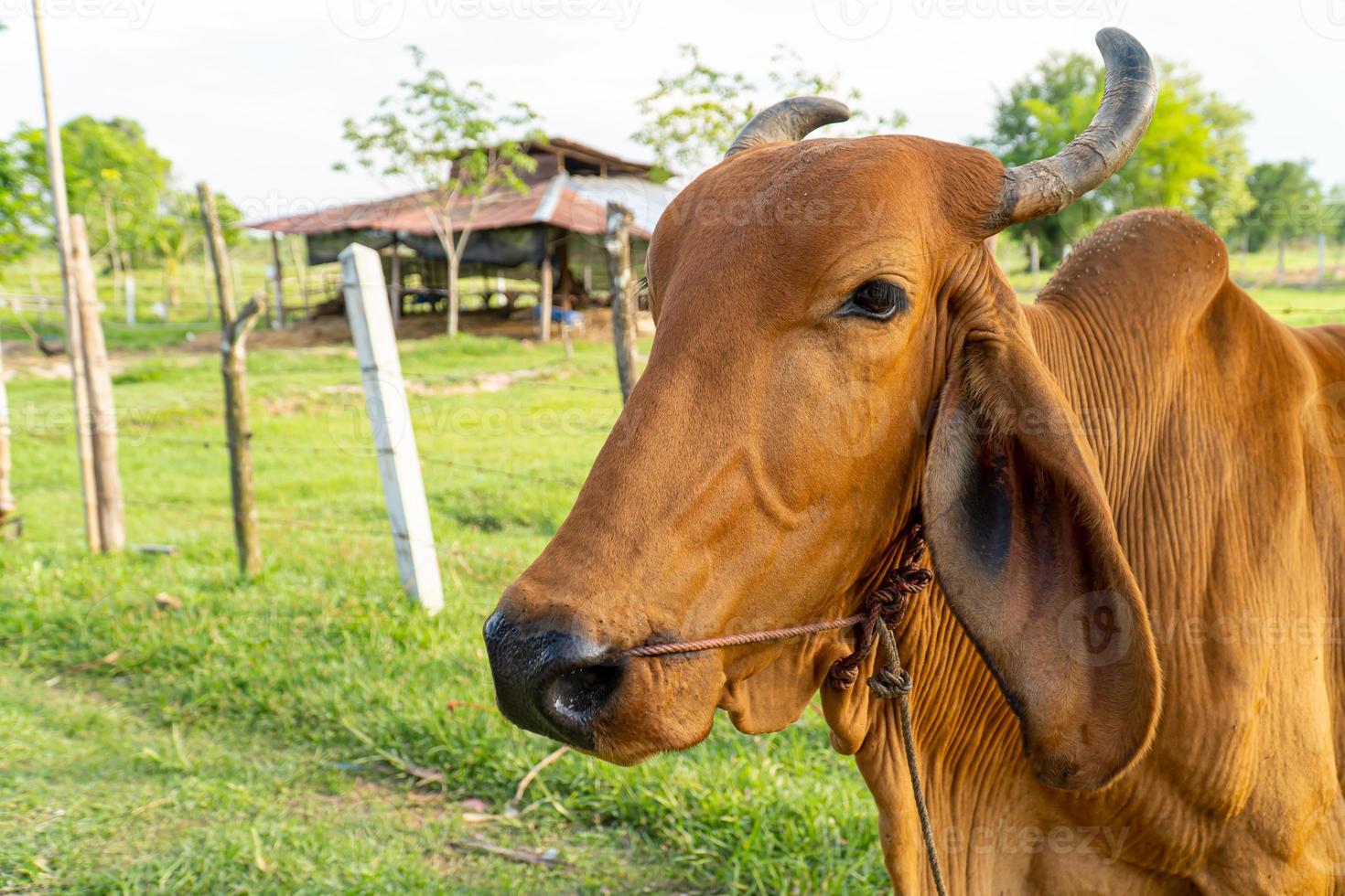 närbild av en brun ko i ängen selektiv fokus mjuk fokus foto