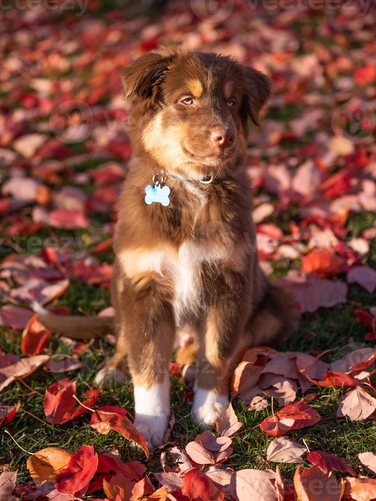 närbild porträtt av brun aussie herdehund med blå och gröna ögon foto