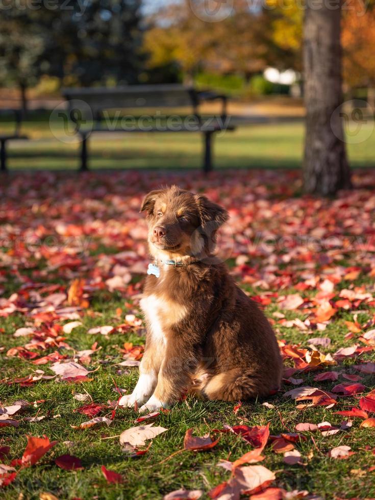 närbild porträtt av brun aussie herdehund med blå och gröna ögon foto