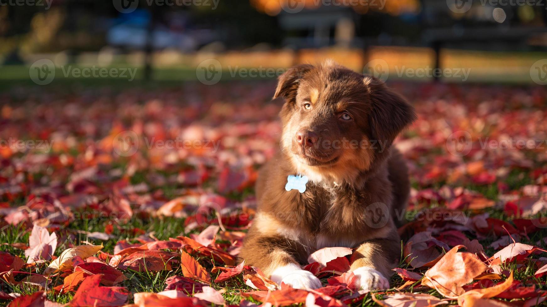 närbild porträtt av brun aussie herdehund med blå och gröna ögon foto