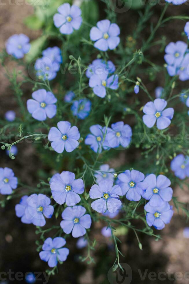 söt delikat blå lin blommor i sommar foto