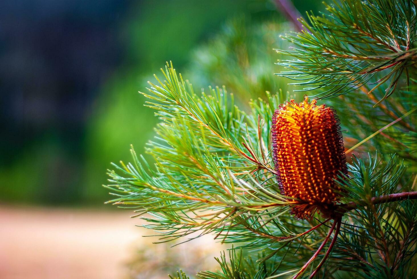 banksia Australien inföding blomma foto