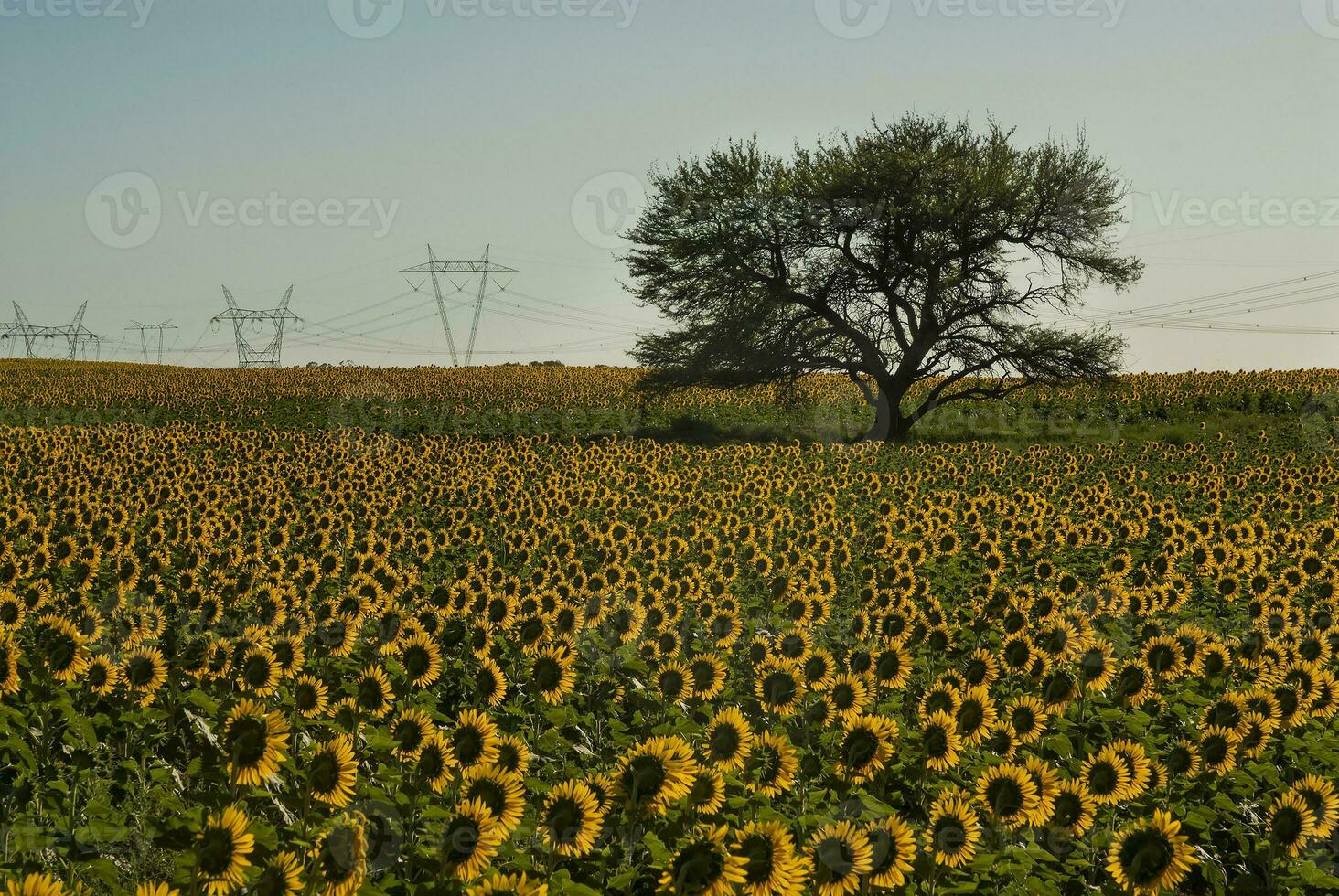 en ensam träd i en fält av solrosor foto