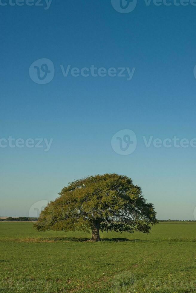 en ensam träd i en fält med en blå himmel foto