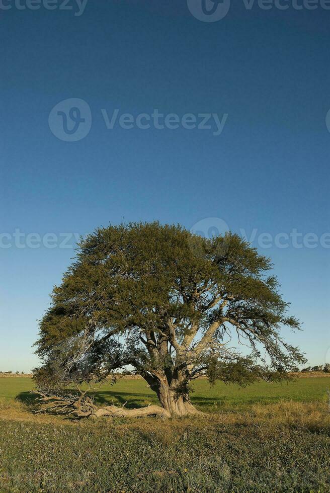 en stor träd i en fält med en blå himmel foto