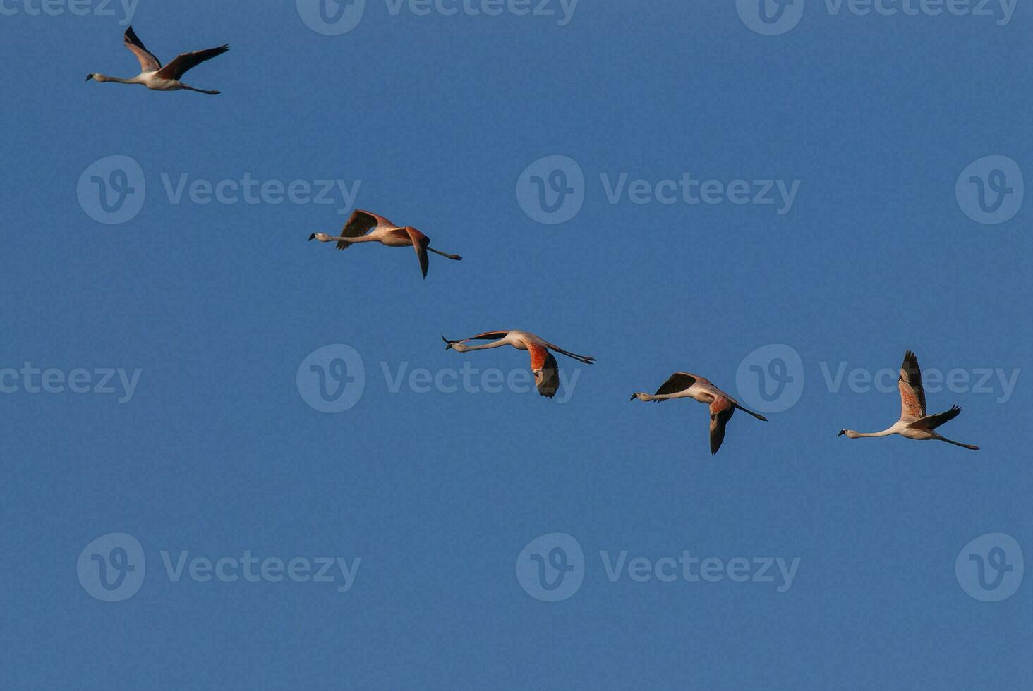 en flock av flamingos flygande i de himmel foto