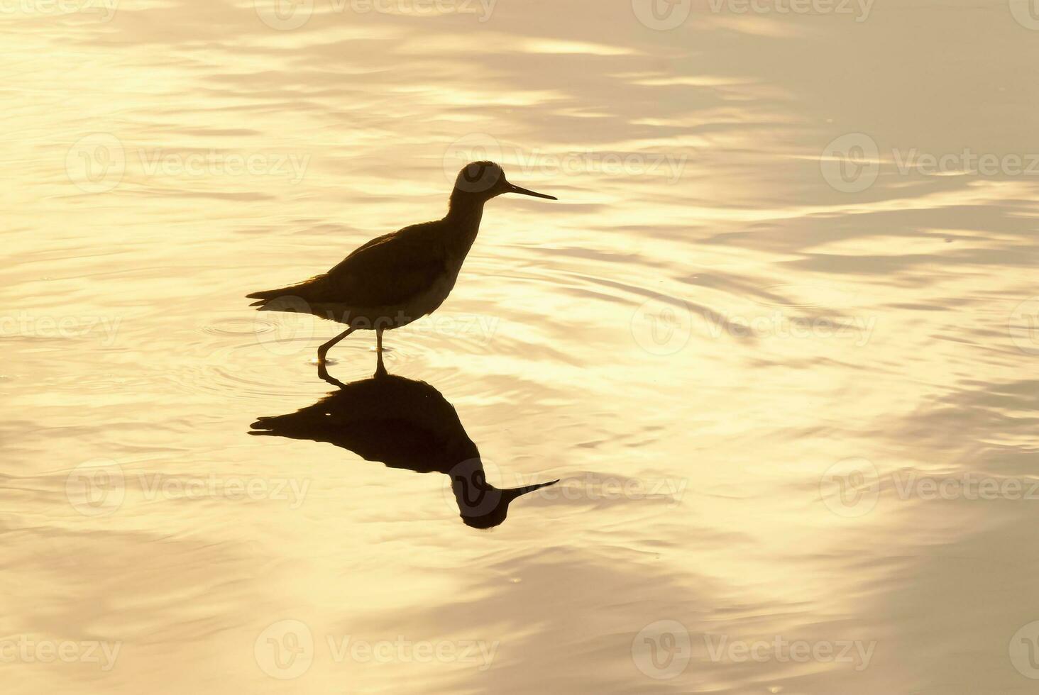 en fågel stående i de vatten med dess reflexion foto