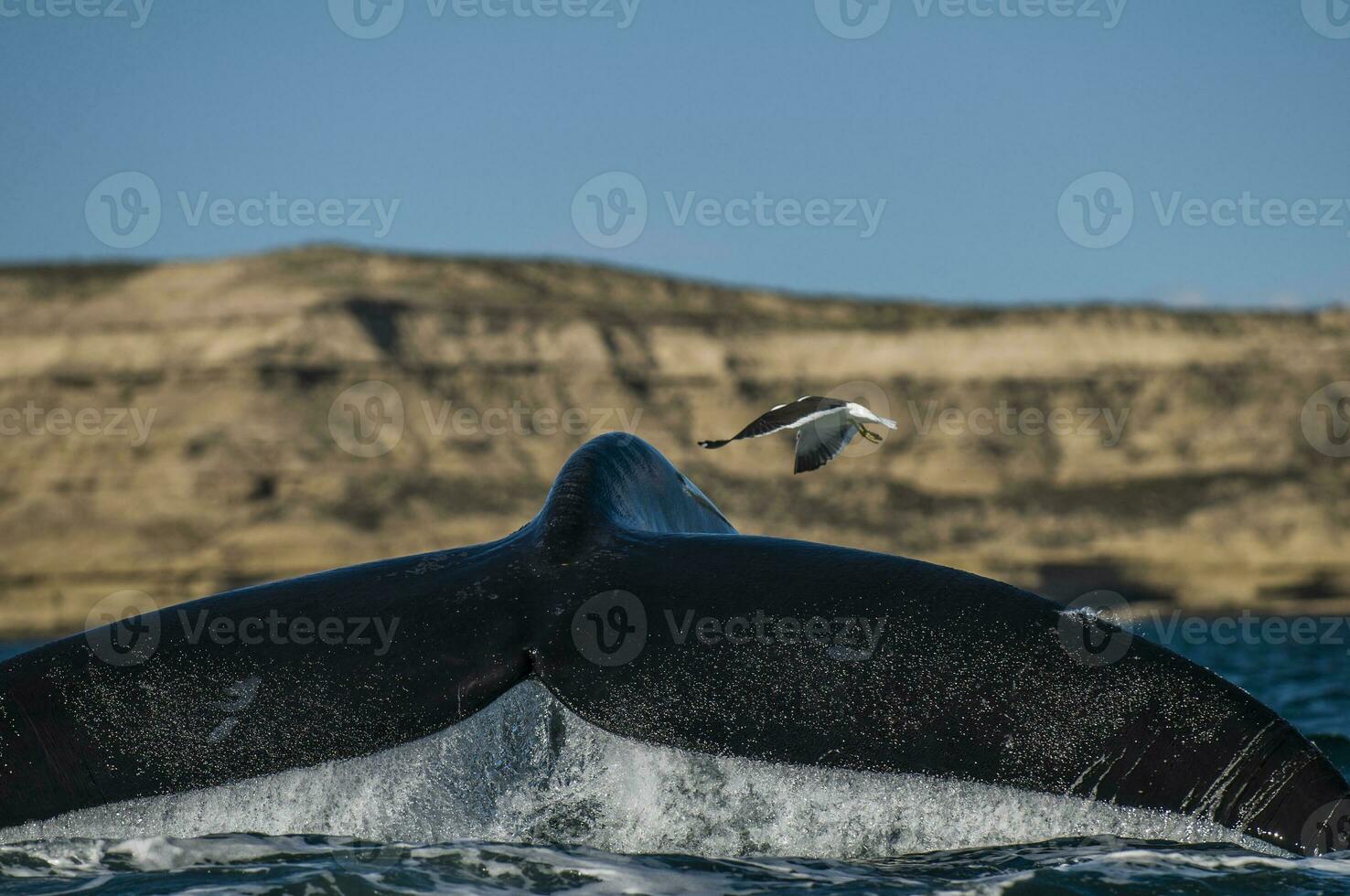 en fågel flygande över de svans av en val foto