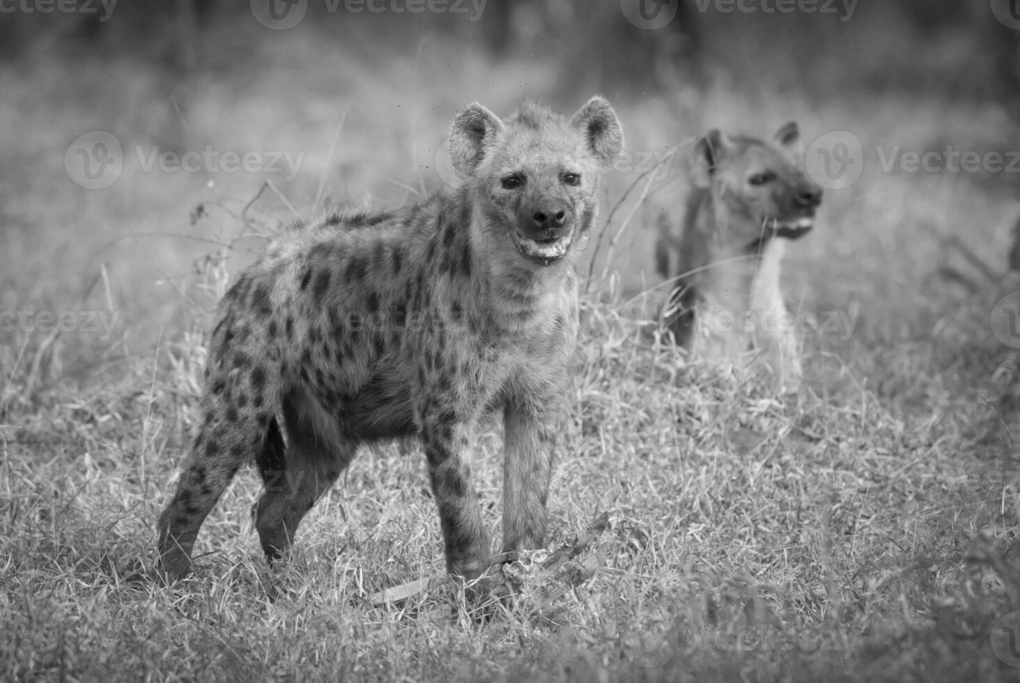 två hyenor stående i de gräs foto