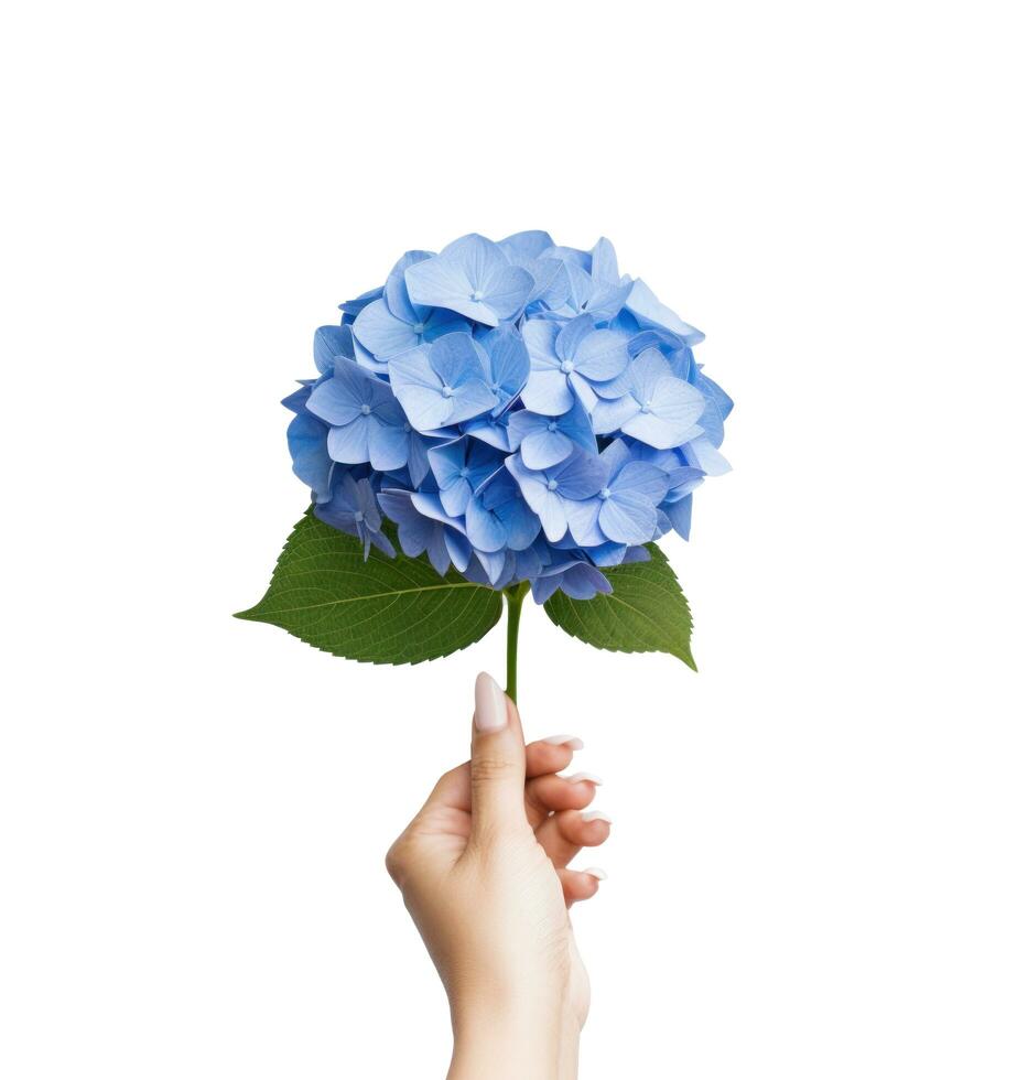 hand innehav en blå hortensia blomma foto