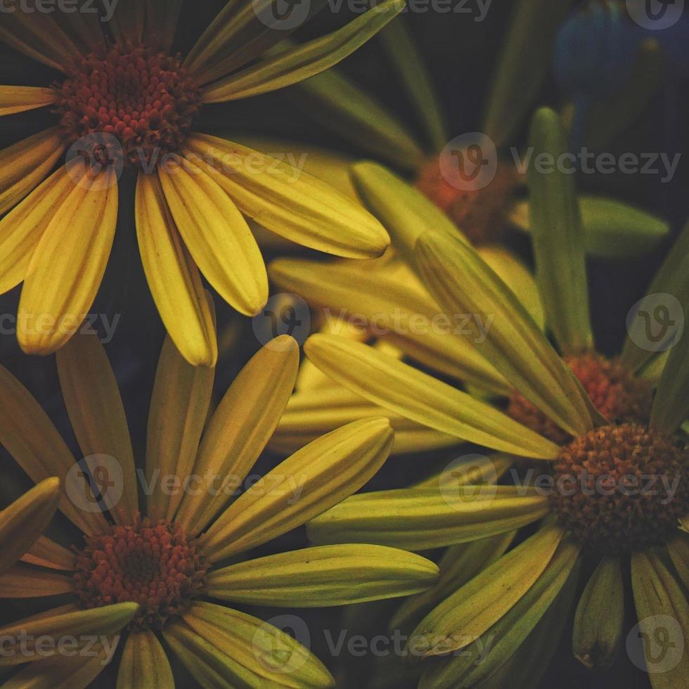 romantisk gul blomma under vårsäsongen foto
