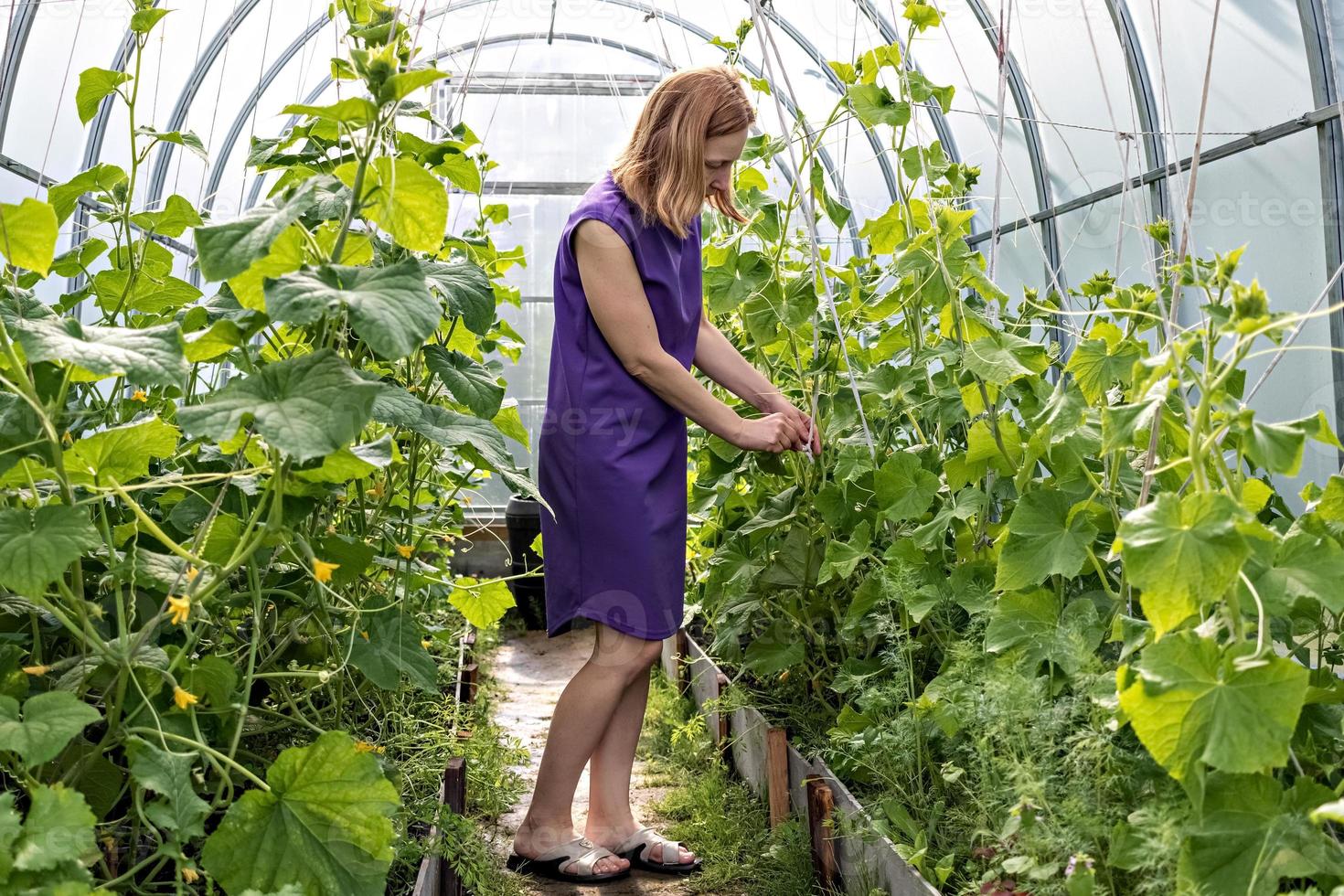 ung kvinna knyter gurkor i trädgården. gröna gurka plantor i växthuset, ta hand om en bra skörd foto