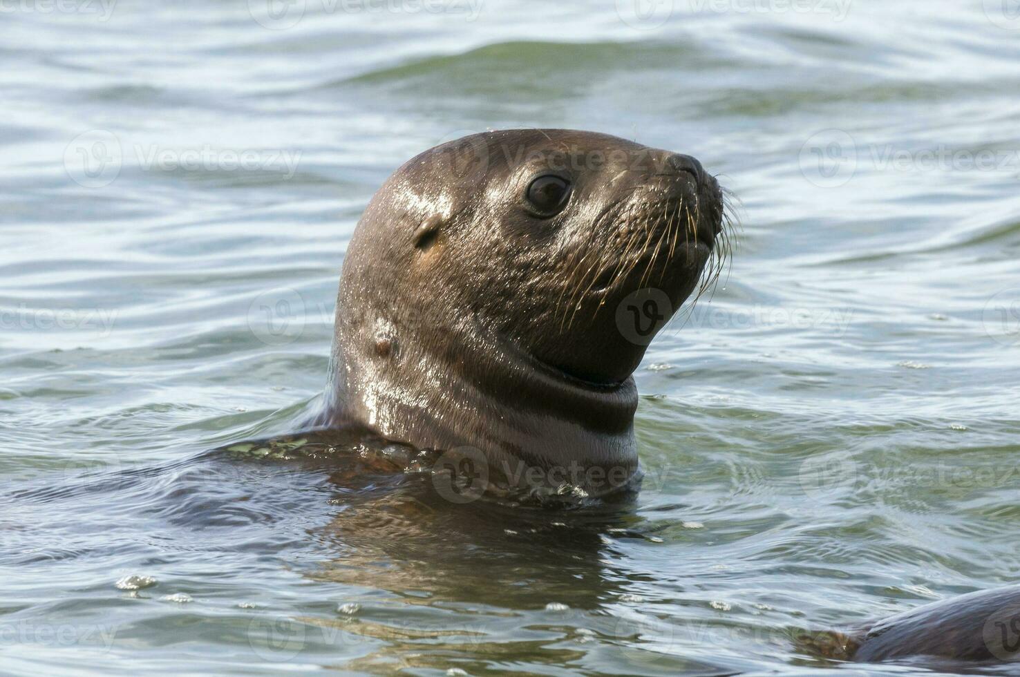 tätningar i patagonien foto