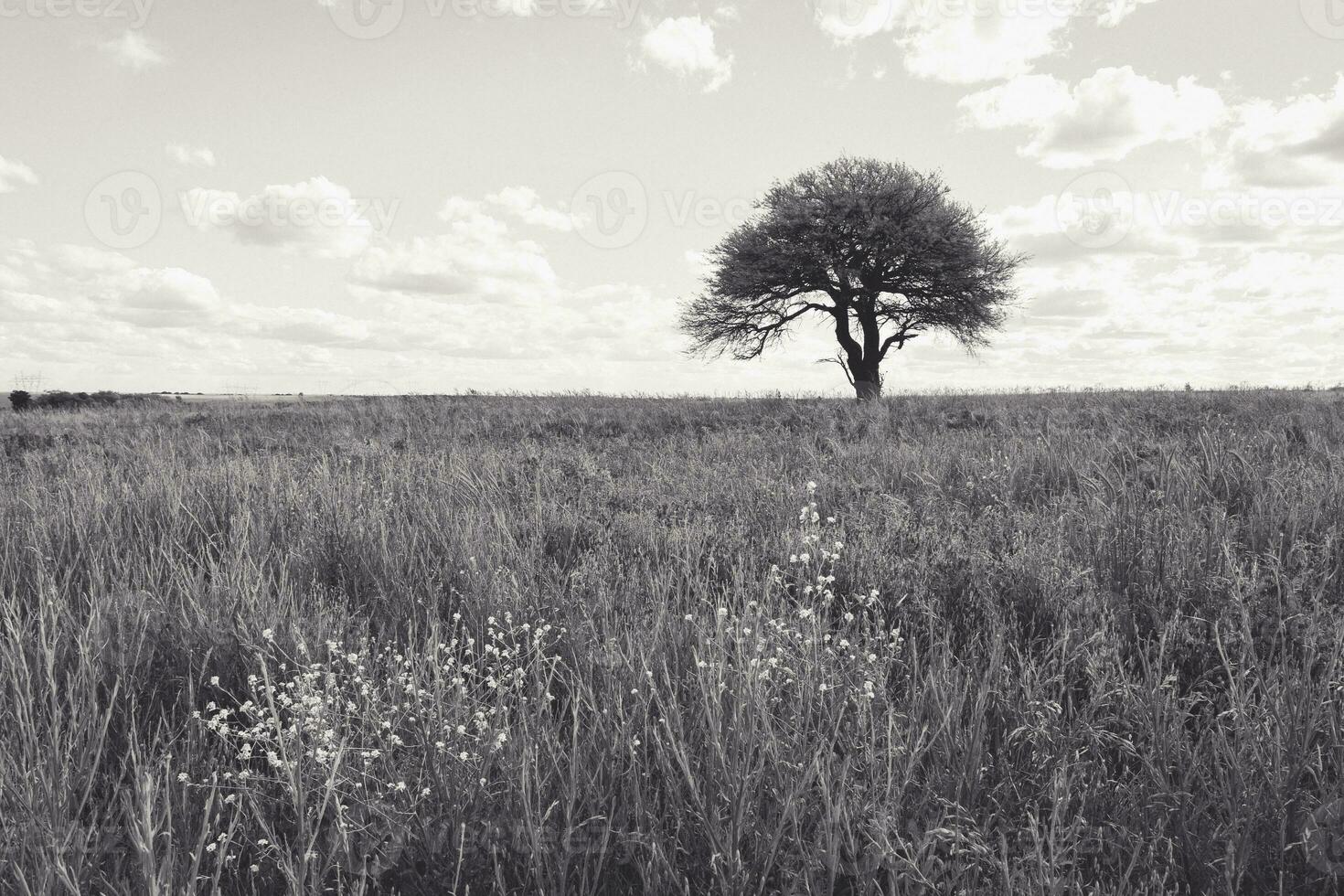 blomma fält i pampas, argentina foto