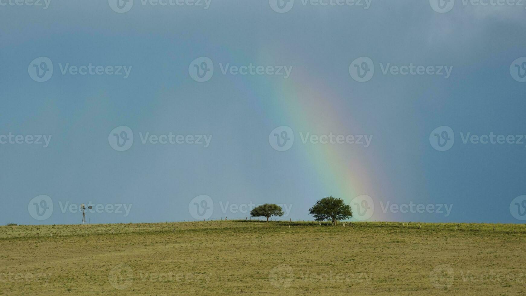 regnbåge över en träd foto