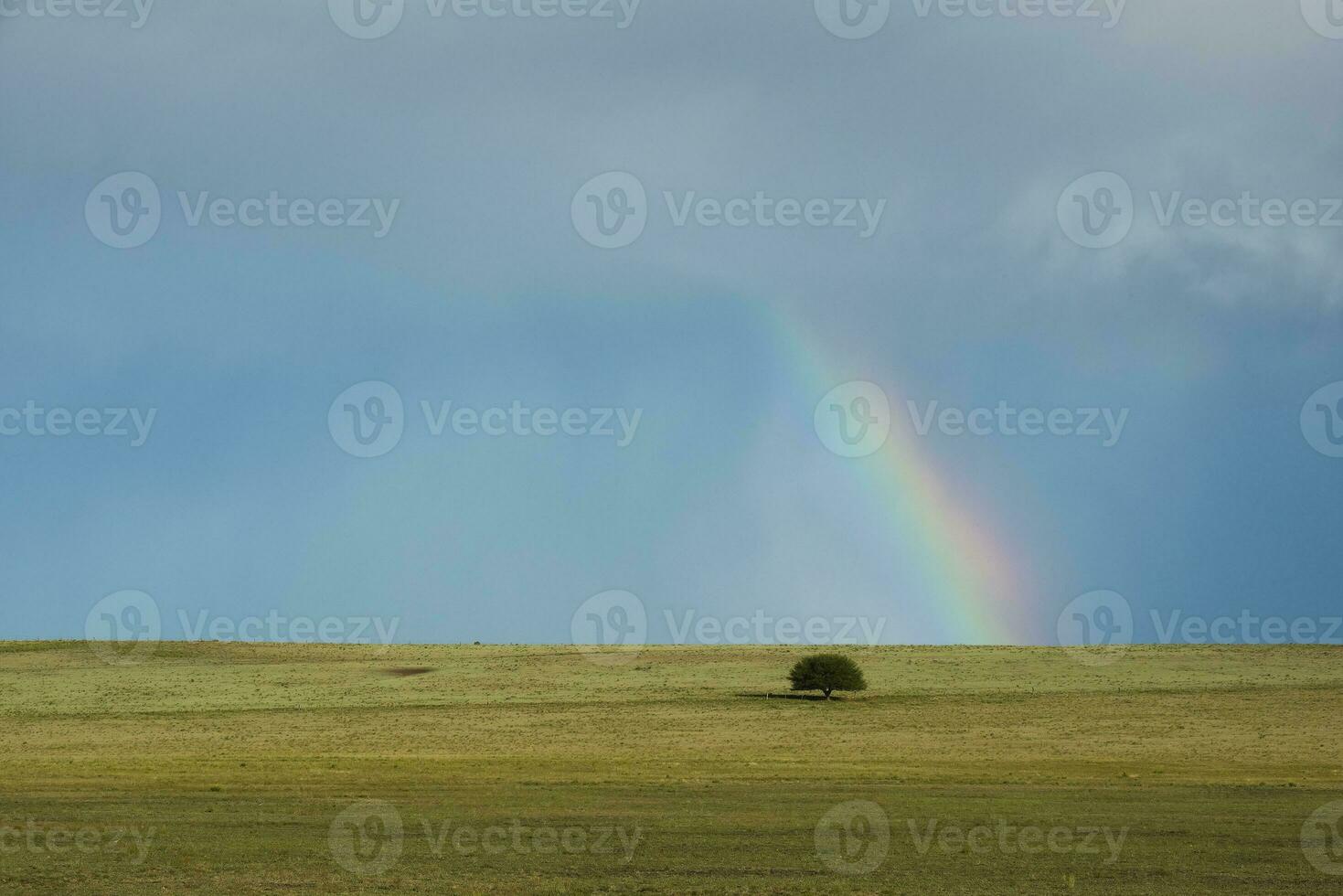 regnbåge över en träd foto