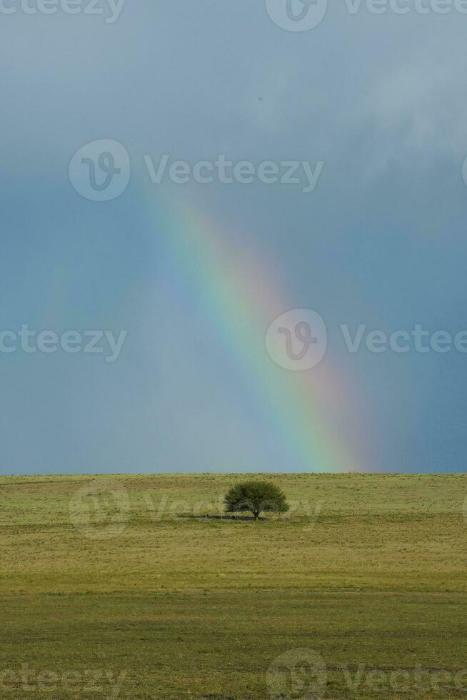 regnbåge över en träd foto