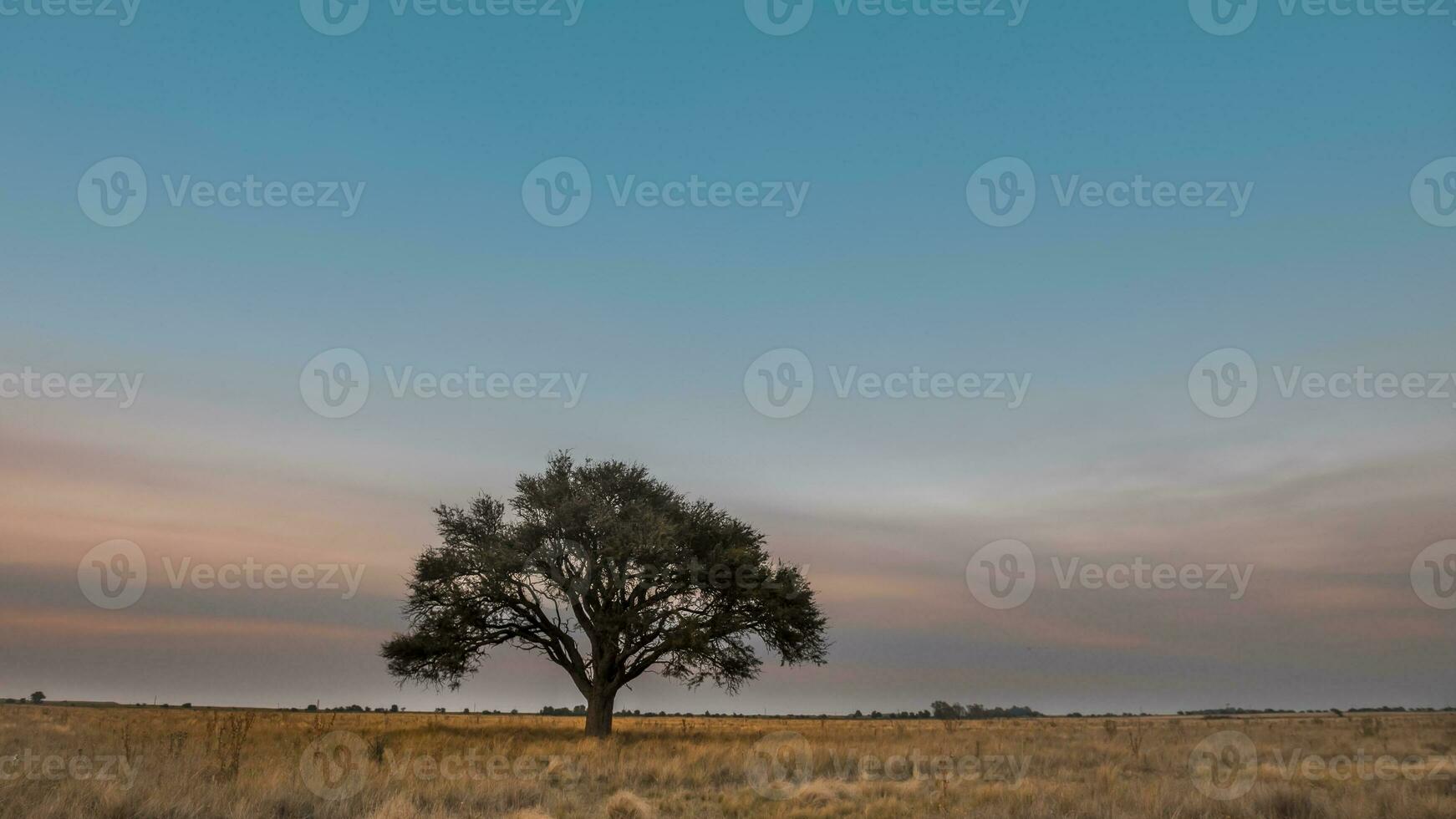 landskap las pampas, argentina foto