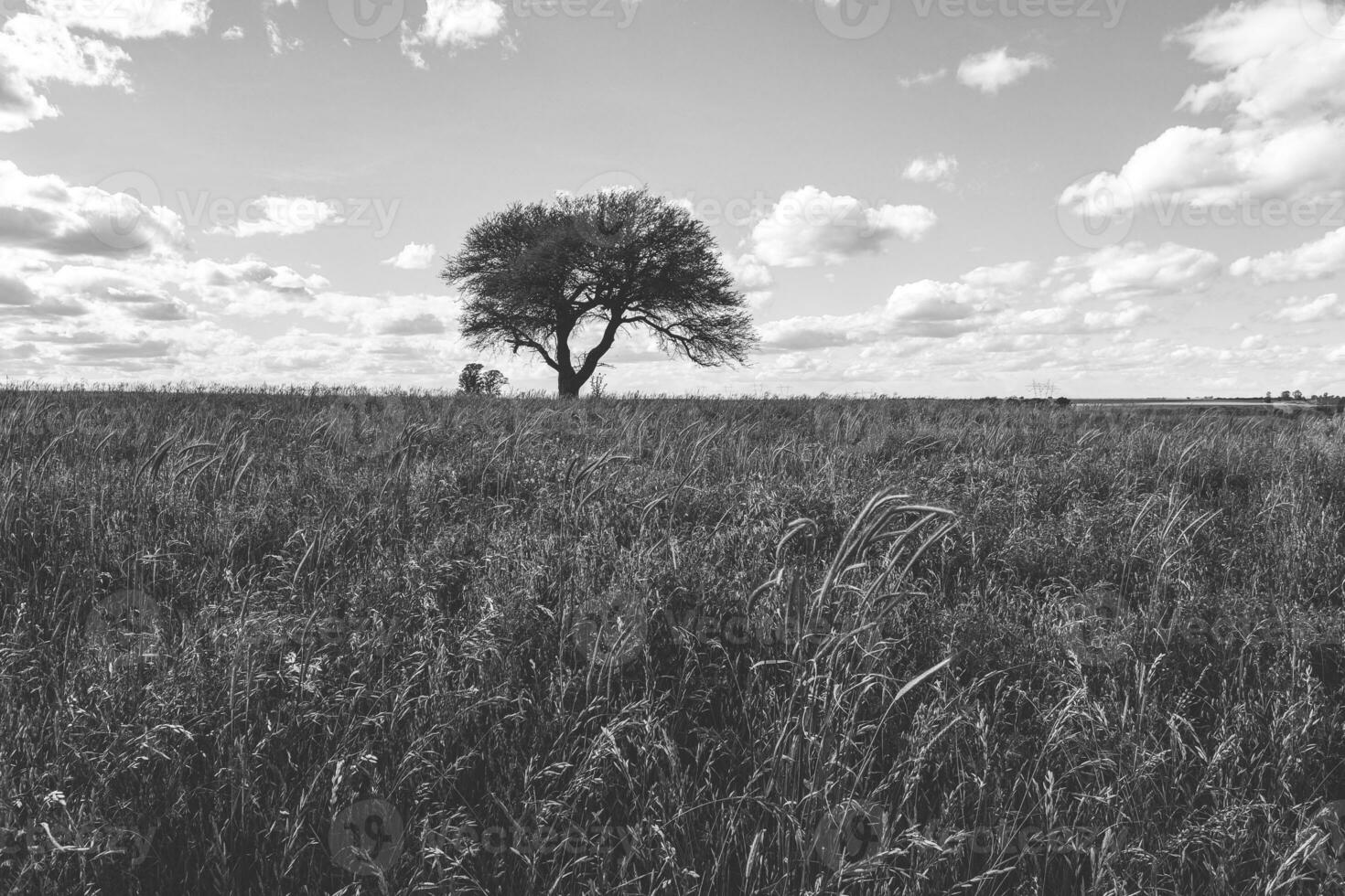 landskap las pampas, argentina foto