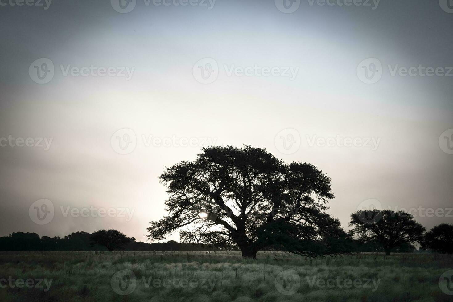 landskap las pampas, argentina foto