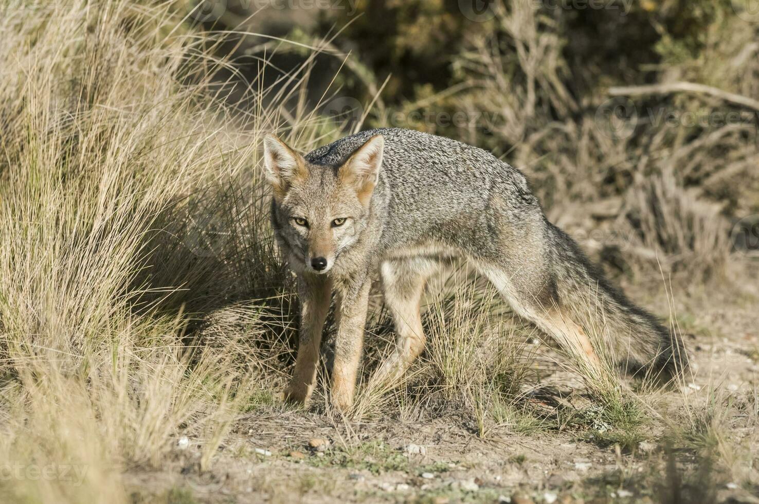 en grå räv i de vild foto