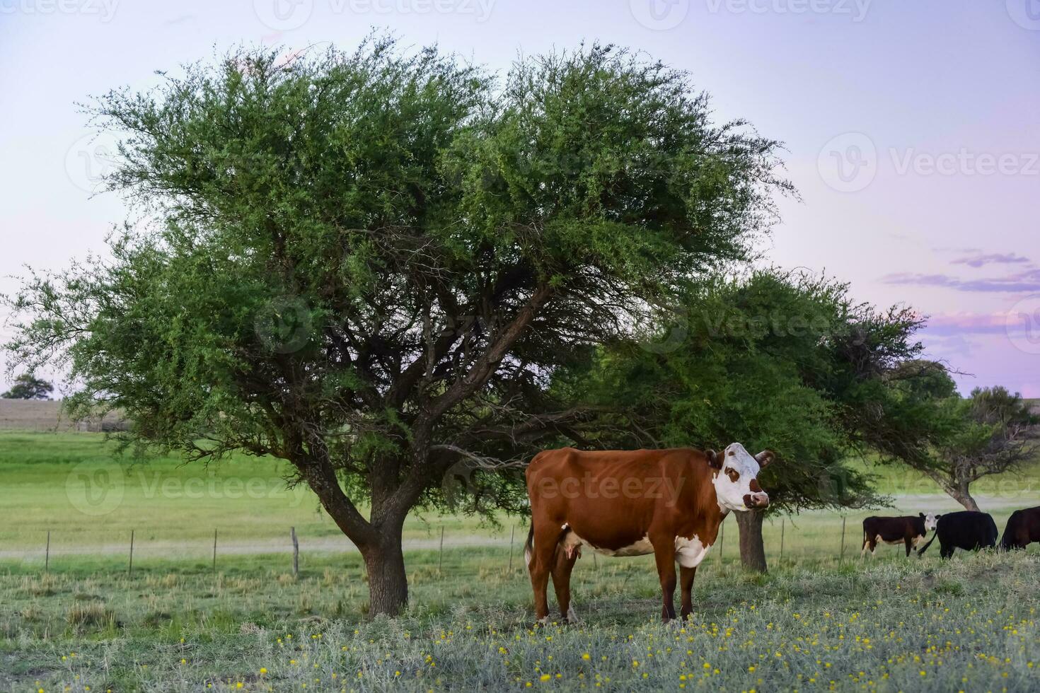 tjur föder upp i de argentine landsbygden foto