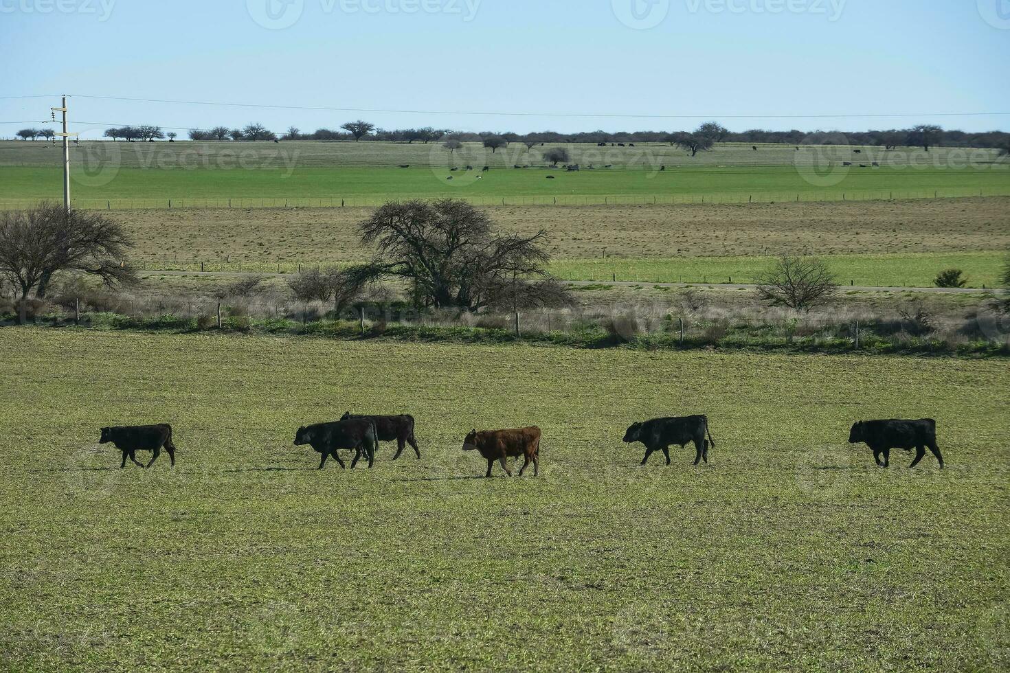 tjur föder upp i de argentine landsbygden foto