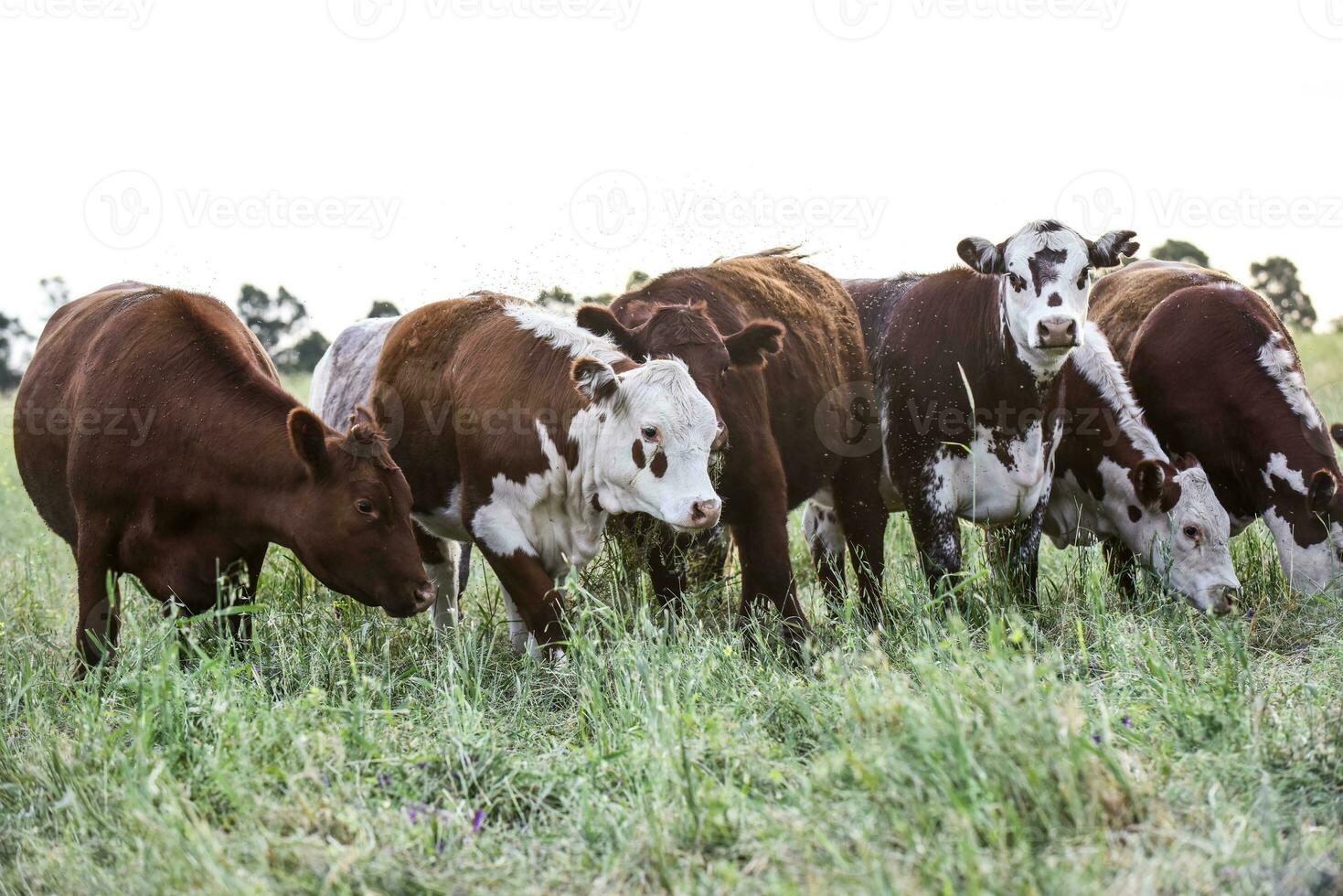 tjur föder upp i de argentine landsbygden foto