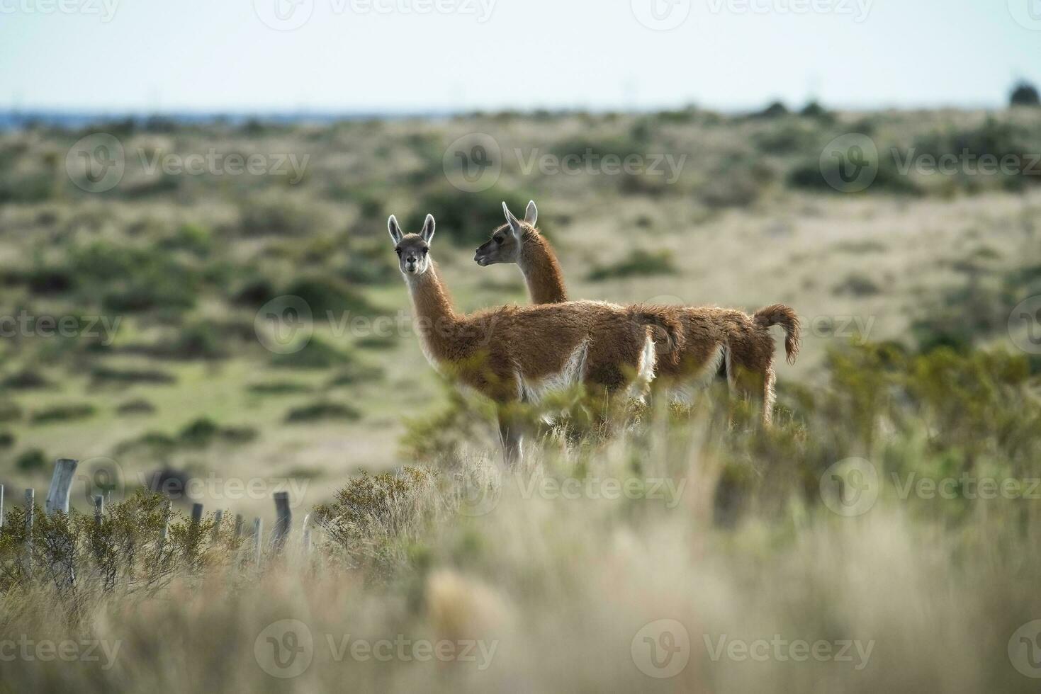 guanaco däggdjur i de vild, söder Amerika foto