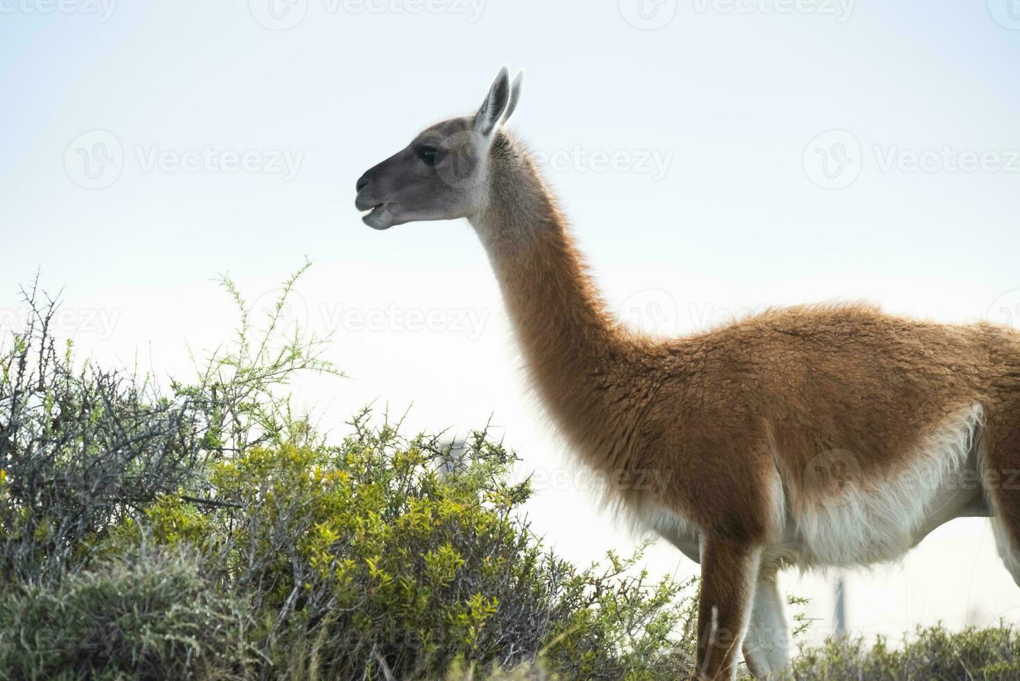 guanaco däggdjur i de vild, söder Amerika foto