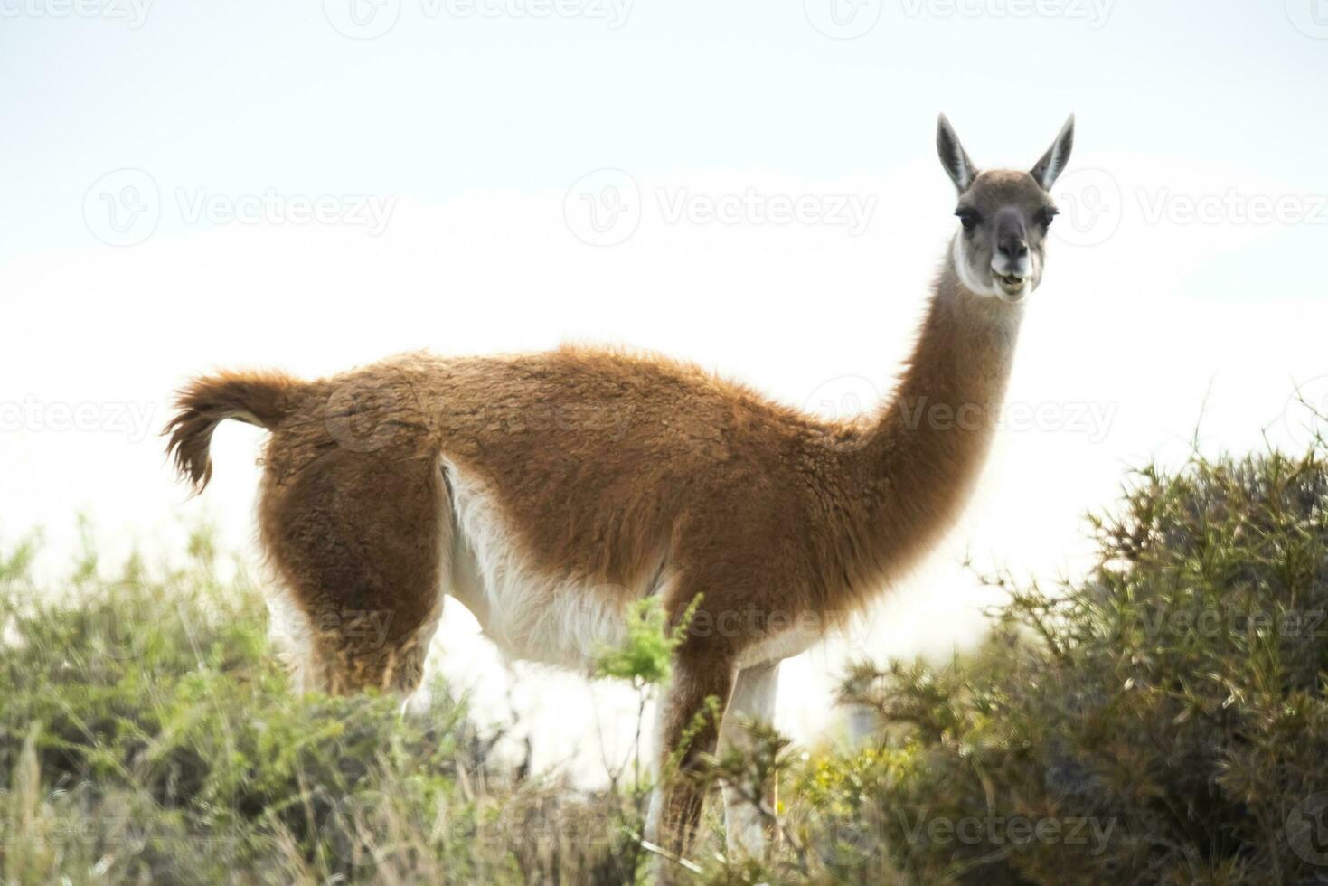 guanaco däggdjur i de vild, söder Amerika foto