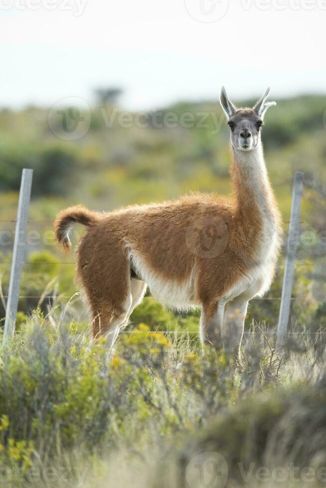 guanaco däggdjur i de vild, söder Amerika foto