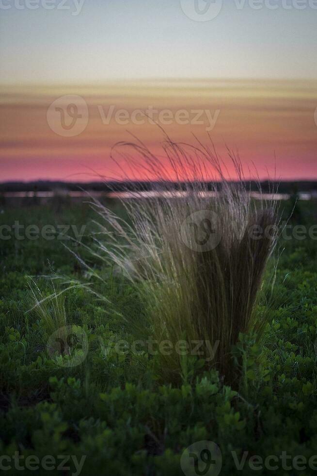 en gräs- fält med en solnedgång i de bakgrund foto