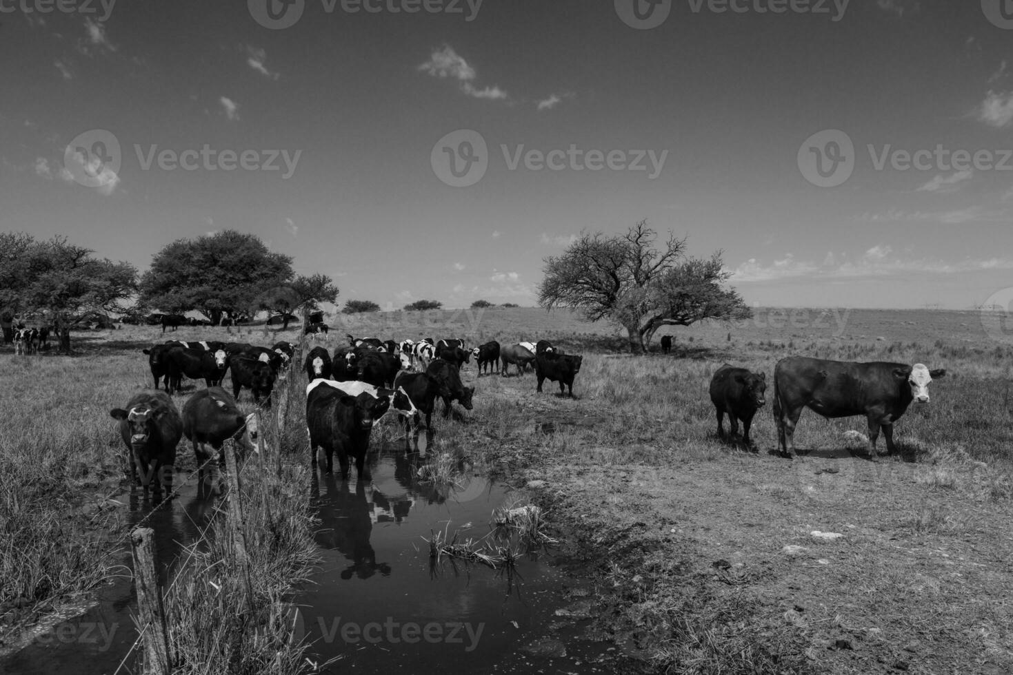 tjur föder upp i de argentine landsbygden foto