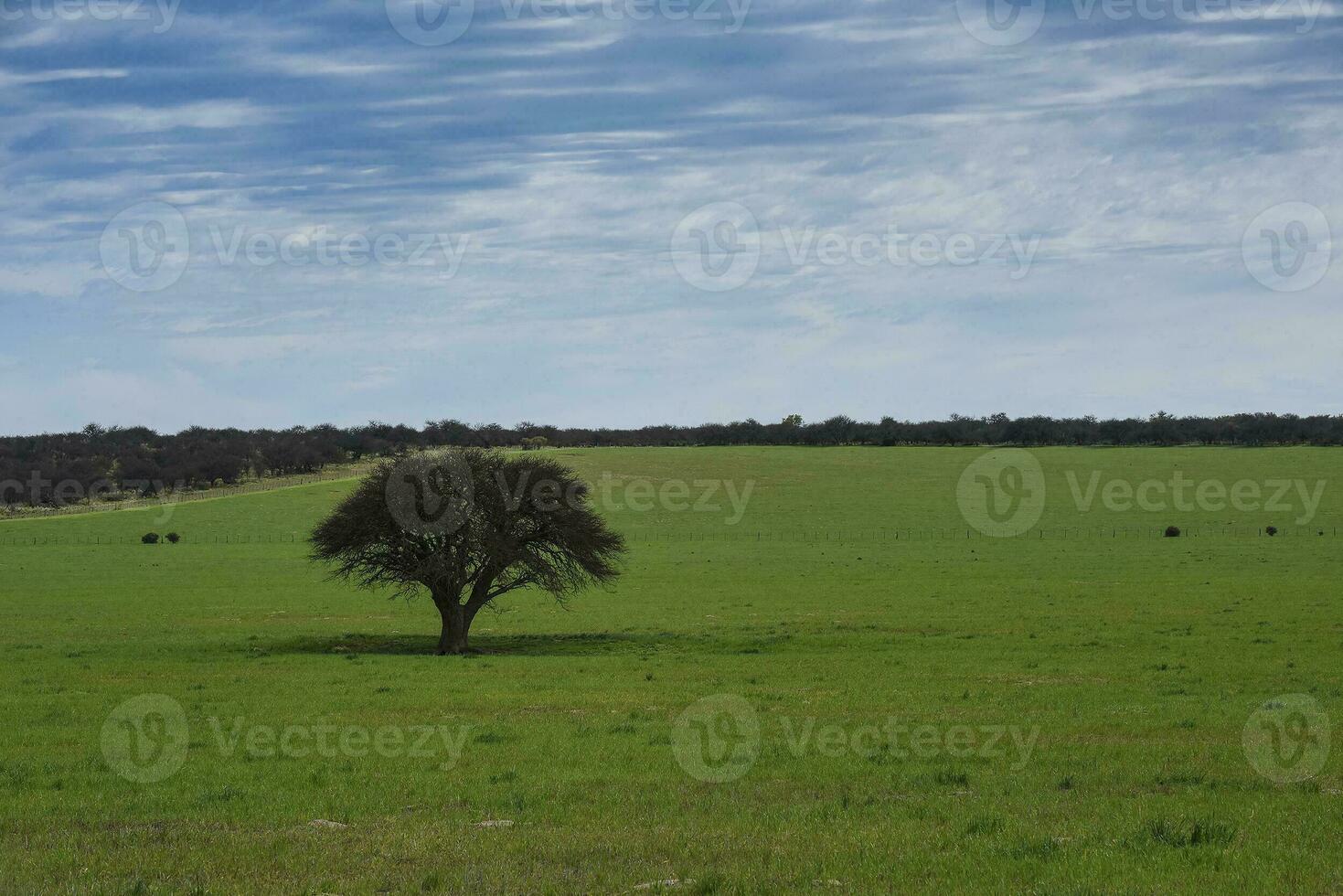 landskap se la pampa, argentina foto