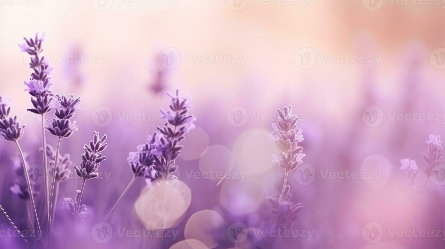 lavendel- fält bakgrund foto