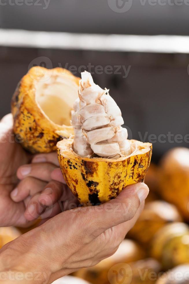 man som håller en mogen kakaofrukt med bönor inuti foto