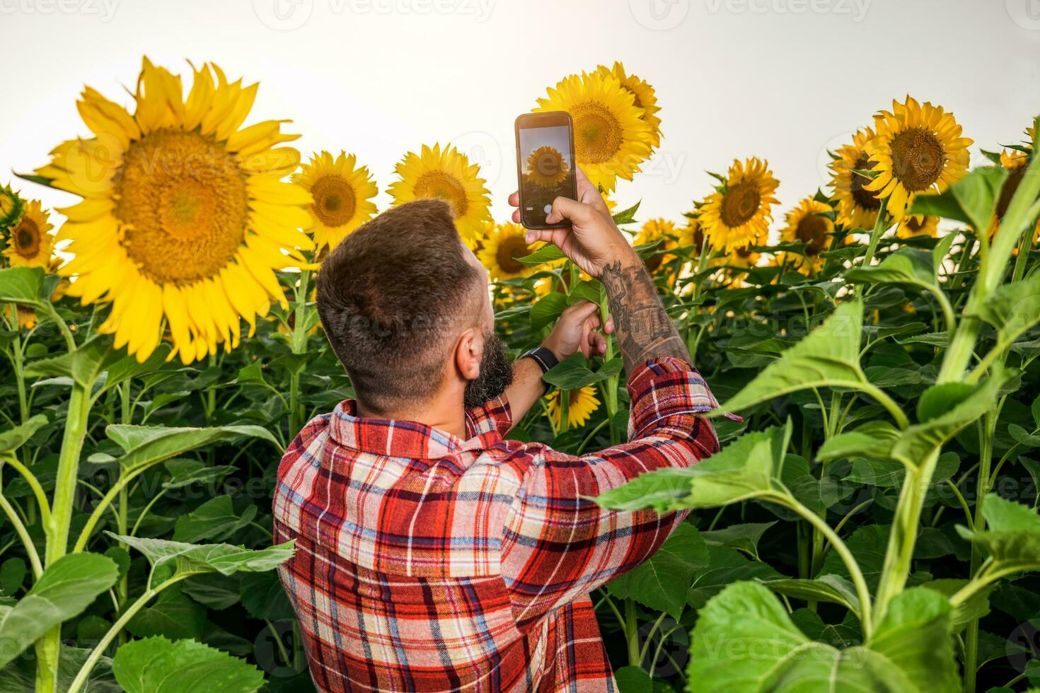 jordbrukare är stående i hans solros fält som är i blomma. han är granskning framsteg av de växter. foto