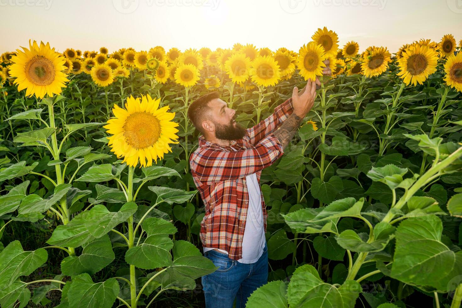 jordbrukare är stående i hans solros fält som är i blomma. han är granskning framsteg av de växter. foto